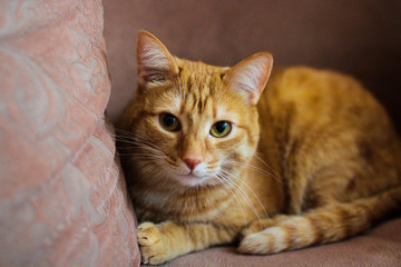 beautiful red cat close up