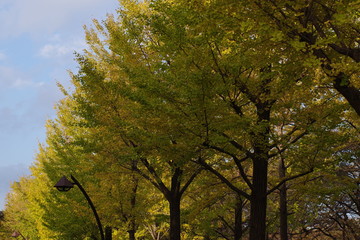 紅葉のはじまり