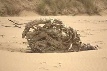 Obraz premium driftwood on the beach