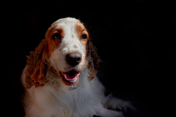 Dog Cocker Spaniel with open mouth, portrait