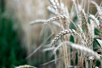 Ears of wheat close-up, selective focus.