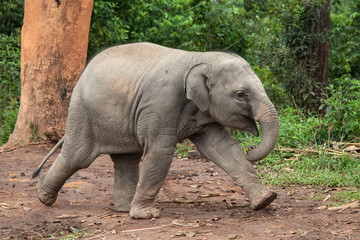 Fototapeta premium Baby Elephant Running
