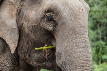 Portrait of an Elephant Eating Bamboo