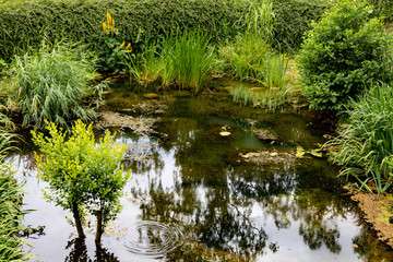 Photo of a pond in a park in summer