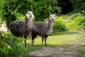 llama in the zoo