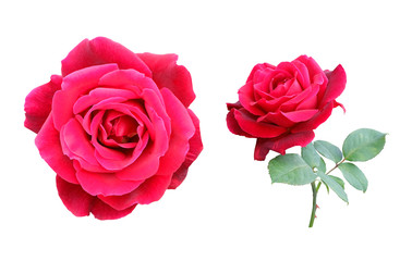 Red rose, set, isolated on white background.