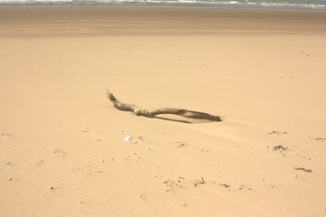branch on beach