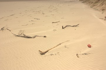 branches on beach