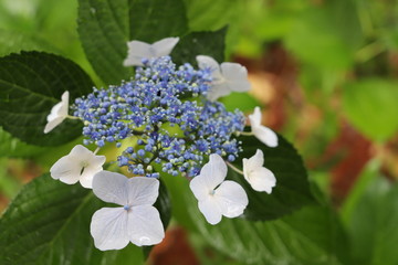 野に咲く花　ガクアジサイ