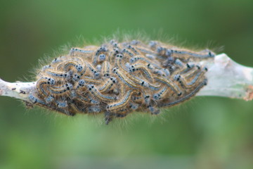 Chenilles de la petite tortue (Aglais urticae)