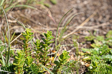Macro of weeds growing in tall grass