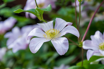 Beautiful white clematis blossom. Background with white flowers