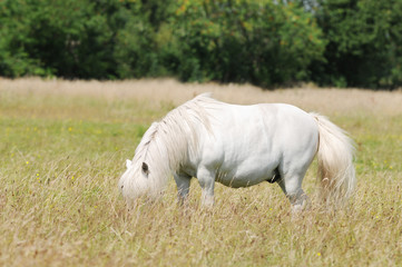 Obraz na płótnie Canvas white horse grazing on pasture