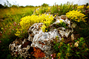flowers in the garden