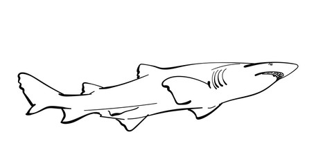 Sketch of shark, Hand drawn linear illustration
