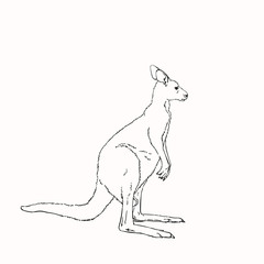 Vector sketch of kangaroo isolated on white, Hand drawn linear illustration