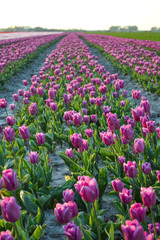 Fototapeta premium campo de tulipanes color rosa
