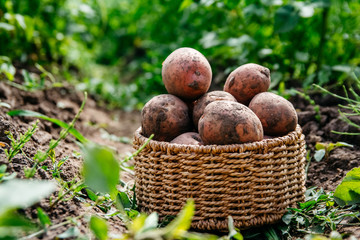 Harvesting potatoes in a wicker basket on vegetable garden