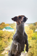 Jack Russell stands on his hind legs and watches