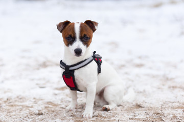 Jack Russell obediently performs winter training
