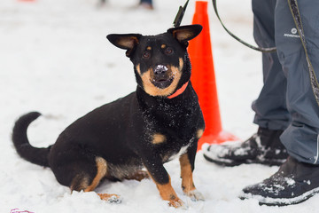 black dog obediently performs winter training