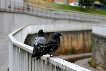 Pigeons on a fence