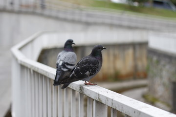 Pigeons on a fence