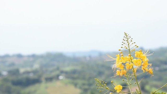 Yellow flower That sway in the wind in garden Background mountains.