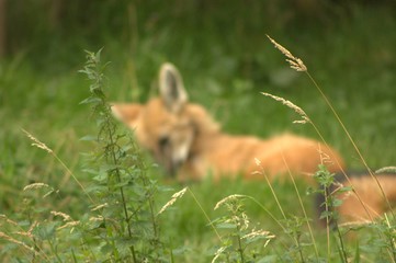 dog in grass
