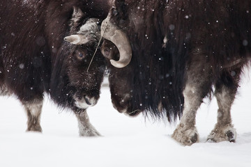 Battle (butting) males close-up. musk oxen under snowfall in winter, northern beast of the...