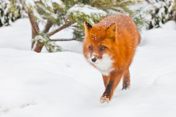  beautiful fluffy fox with brightly red fur sneaking over white snow during a snowfall, the background is fir trees.