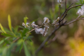 wild field willow blooms on the field covered with sunlight in the summer evening