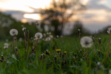 wild field dandelions grow on the field covered with sunlight in the summer evening