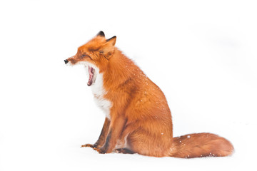 fox yawns with a wide mouth. Beautiful and fluffy red fox on white snow isolated on white background.
