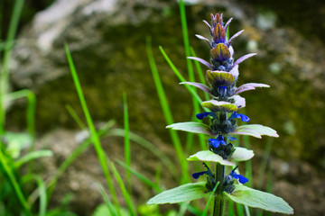 Close-up image of a beautiful spring flower on a green background, macro image