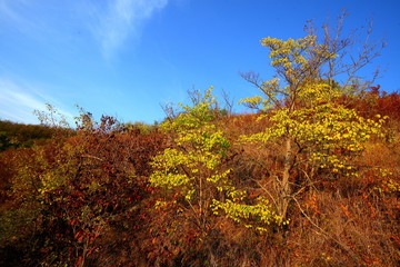 trees in autumn