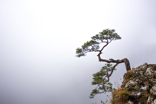 Pieniny - Carpathians Mountains 