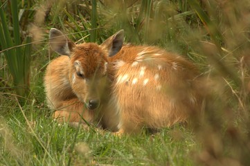 Fototapeta premium deer in grass