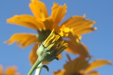 yellow flower on background of blue sky