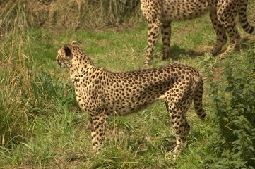 cheetah in grass