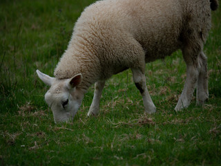 Obraz premium OLYMPUS DIGITAL CAMERA