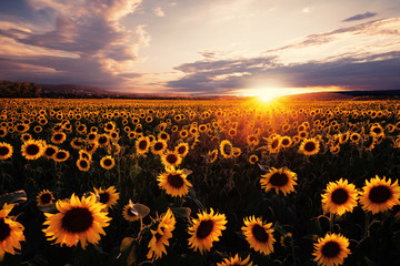 Fototapeta premium Sonnenuntergang auf einem Sonnenblumenfeld