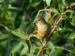 Obraz premium Cute yellowish bird with red spots perching on branch