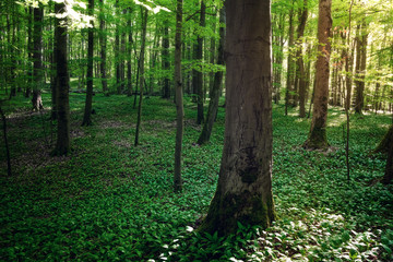 Buchenwald und Bärlauch im Nationalpark Hainich