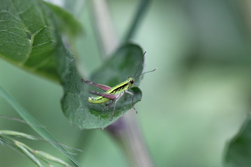 grasshopper on leaf