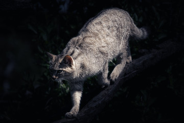 Wildkatze schleicht sich an die Beute heran