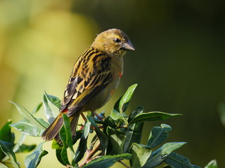 Yellow bird in natural environment