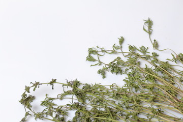A bunch of dried grass. Thyme garden. On a white background.