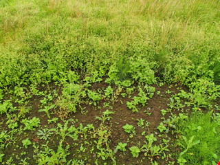 ハキダメギクの茂る雨上がりの夏の野原風景