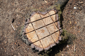 birkenstumpf